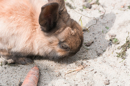 棕兔在沙土上宝宝柔软度概念医药专用干草兽医哺乳动物黑色家畜图片