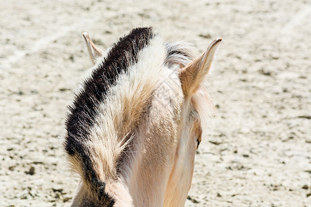 一匹小马 头戴着美丽的美甲图片