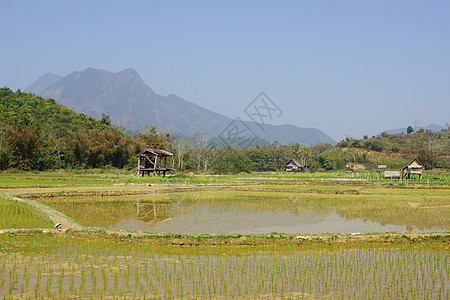 大稻田 老挝 亚洲乡村假期旅行旅游谷物农业风景全景植物群山脉图片