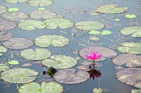 水之红花百合粉色绿色叶子睡莲花瓣池塘热带植物荷花植物群图片