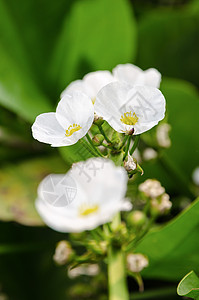 白花 克里平布头植物泥娃娃热带花序花瓣草本植物植物群绿色树叶图片