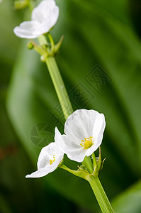 白花 克里平布头热带植物群花序泥娃娃绿色植物花瓣树叶草本植物图片