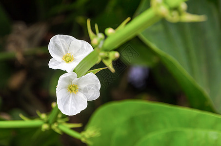 白花 克里平布头泥娃娃树叶花序植物花瓣绿色植物群草本植物热带图片