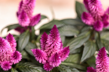 紫色的花朵粉色鸡冠花园羊毛花鸡冠花植物图片