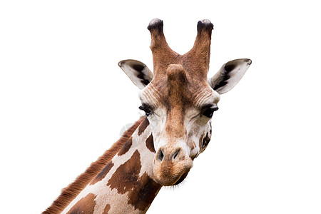 年轻可爱的长颈鹿棕色哺乳动物脖子野生动物荒野眼睛国家白色网状皮肤图片