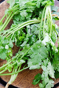 新鲜coriander香料烹饪花园药品食物美食厨房蔬菜生长芳香图片