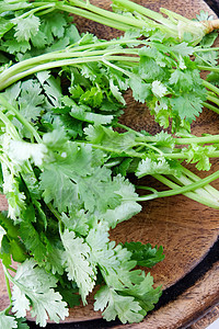 新鲜coriander植物香气生长厨房叶子美食药品花园蔬菜芳香图片