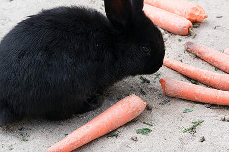 黑兔子和胡萝卜哺乳动物医药黑色宠物控制柔软度家畜动物兽医概念图片