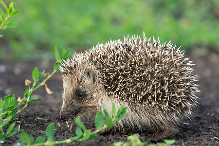 草地上的小刺猪头发野生动物哺乳动物刺猬动物图片