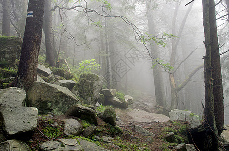 美丽的夏月森林山路苔藓旅行阳光森林石头草丛山脉日落树干荒野图片