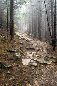 美丽的夏月森林山路射线树叶踪迹树干针叶旅行石头山脉阳光远足图片