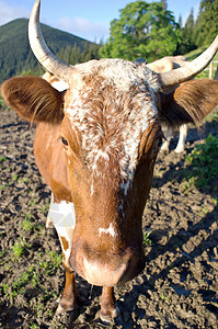 在蓝天下吃新鲜草地的 牧牛棚子里的奶牛全景山脉顶峰牧场高山首脑时间牛奶风景国家图片