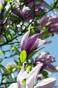 美丽的马格诺利亚树花朵植物百合小路玉兰季节公园园艺脆弱性乔木天空图片
