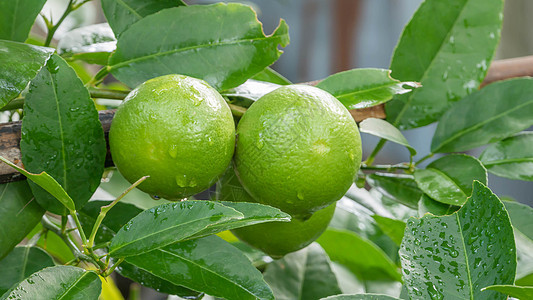 青绿树绿色农场生长植物花园食物种植园热带柠檬收成图片