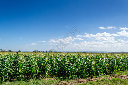 清除蓝天空的田地灌溉农业场地背景图片
