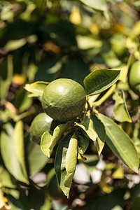 在树枝上种一棵石灰树叶子农场农业食物水果花园种植园树林晴天场地图片