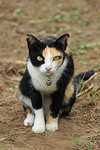 一只猫坐在地上女性小猫宠物晶须地面毛皮冒充哺乳动物猫科动物头发图片