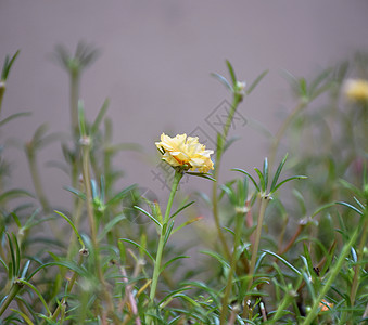 青草上黄色花朵的宏观图象图片