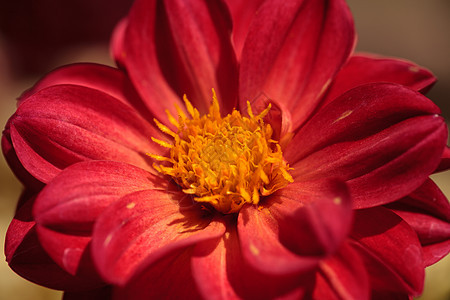 红大丽花 叫做迷人的花朵花园植物魅力花瓣生长背景图片