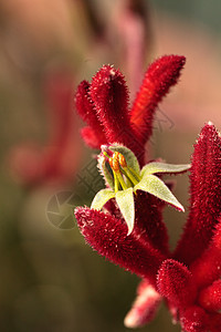 深红色高袋鼠花朵袋鼠园艺沙漠生长植物荔枝花园爪子花瓣背景图片