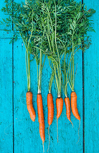 蓝色木头背景上顶有蔬菜束的胡萝卜桌子农业蔬菜花园草本植物食物叶子生物学材料收获图片