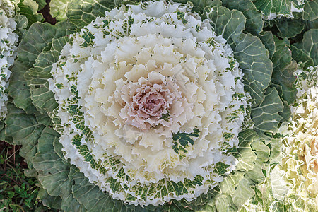 花园里有白菜 大片的卷心菜叶园艺农场地形场地生物菜花食物植物营养生长图片