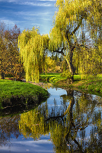 在池塘旁的柳树旁叶子天空生态国家镜子城市树叶阳光场景溪流图片