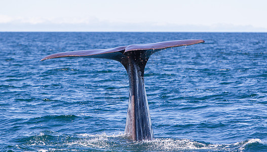 尾部的Sperm鲸鱼潜水尾巴海洋哺乳动物吸虫捕鲸海洋生物野生动物水滴鲸蜡飞溅图片