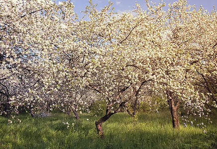 丰富的鲜花苹果树花朵白色花园植物植物群粉色树叶大自然季节花瓣图片