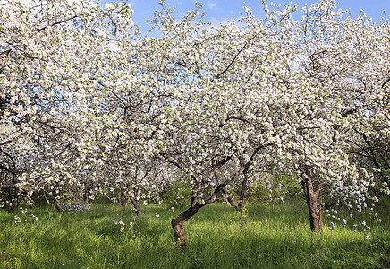 丰富的鲜花苹果树花园觉醒白色绿色花朵粉色季节树叶病菌园艺图片