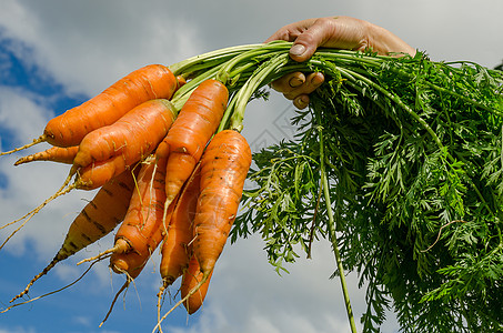 胡萝卜菜园花园蔬菜橙子食物叶子土地根系健康生长植物图片