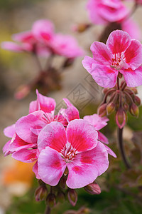 粉红色双色生活花朵活力花园花瓣生长季节性绿色植物群植物图片