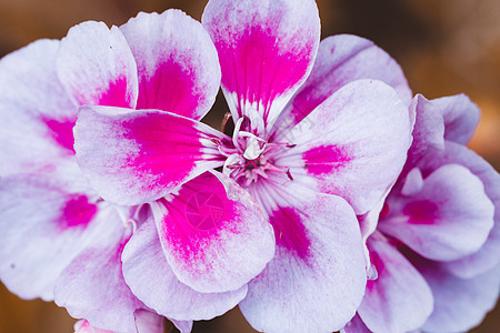 粉红色双色宏观花园园艺红色植物群生活紫色活力叶子花瓣图片