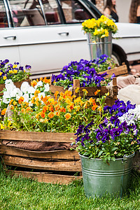 在花园里一个大桶里的黑手党叶子花瓣园艺蓝色木头季节男人美化生长紫色图片