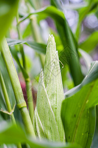 阳光下闭合的玉米蔬菜城市框架植物食物农场收获农业叶子活力图片