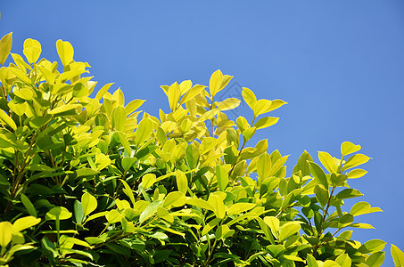 绿叶背景生活天空植物太阳白色植物群公园环境绿色植物学图片