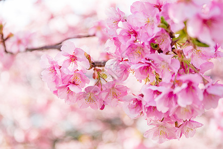 樱桃樱花女王爬坡植物蓝色投标快乐季节旅行天空图片