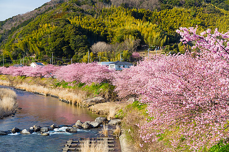 樱和川津河天空植物阳光季节石头村庄城市蓝色植物群晴天图片