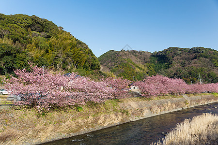 樱树和河流城市农村石头蓝色天空岩石旅行景观爬坡地标图片