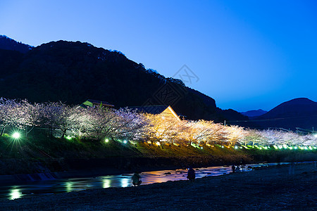 夜里长着树的川津图片