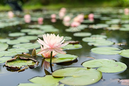 水百合热带植物荷花公园植物学情调异国花园花瓣叶子图片