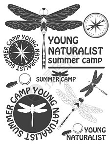 一套古老的龙蝇标签 徽章和设计要素图片