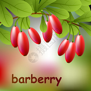 红 多汁的树莓 在树枝上为你设计 矢量图片