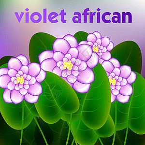 与非洲紫罗兰花开花早午餐的春天背景 韦克托生长花园紫色杂交种植物叶子宏观花束中提琴植物学背景图片