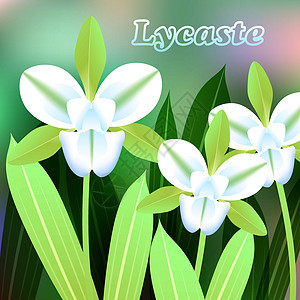 美丽的花朵 Lycaste兰花的插图 树枝处有绿色叶子图片