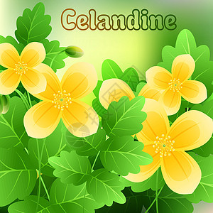 美丽的春花Celandine 卡片或您设计时的文字空间 矢量图片