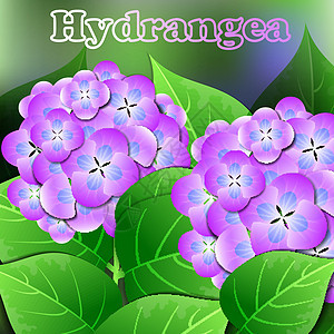 美丽的春花 Hydrangea 卡片或带有文字空间的设计 矢量图片