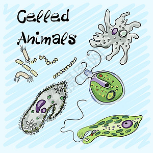 在蓝色背景上手绘的一组单细胞动物 韦克托图片