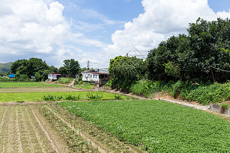 绿草地农村风景农田植物草原乡村场地农场晴天种植图片