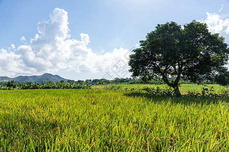 稻草和树收成经济生长蓝色树叶季节晴天农业食物生产图片